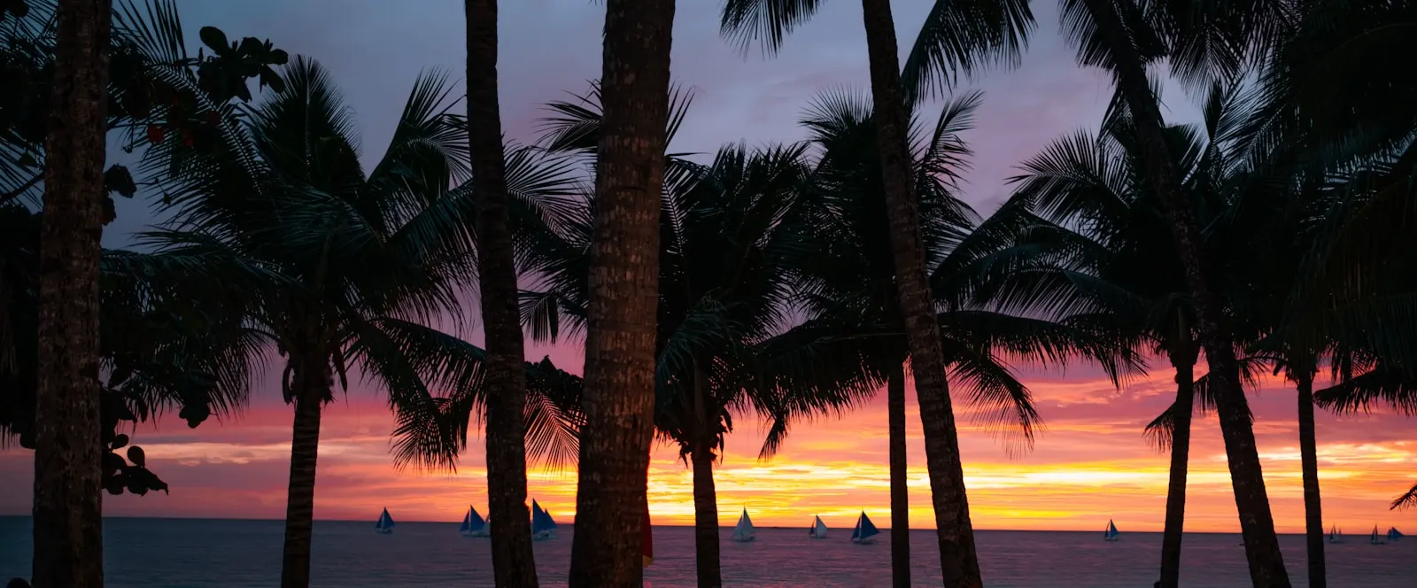 Coconut Grove at golden hour